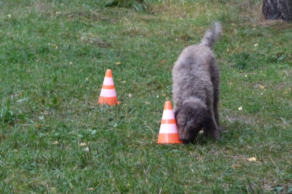 Lagotto Romagnolo