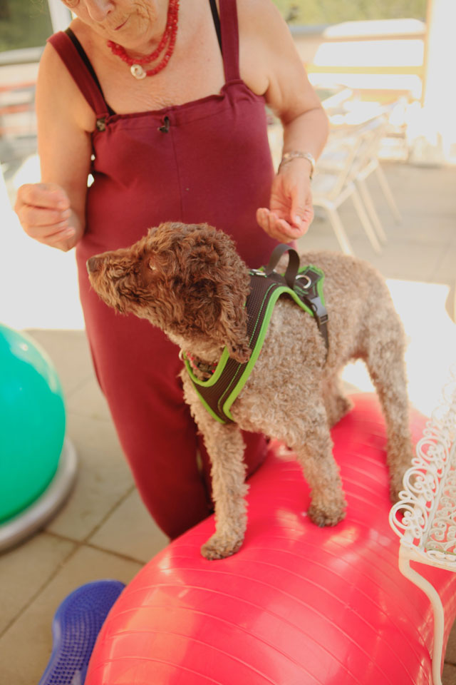 Lagotto Romagnolo