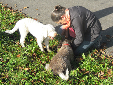 Lagotto Romagnolo