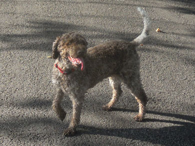 Lagotto Romagnolo