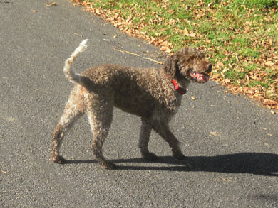 Lagotto Romagnolo