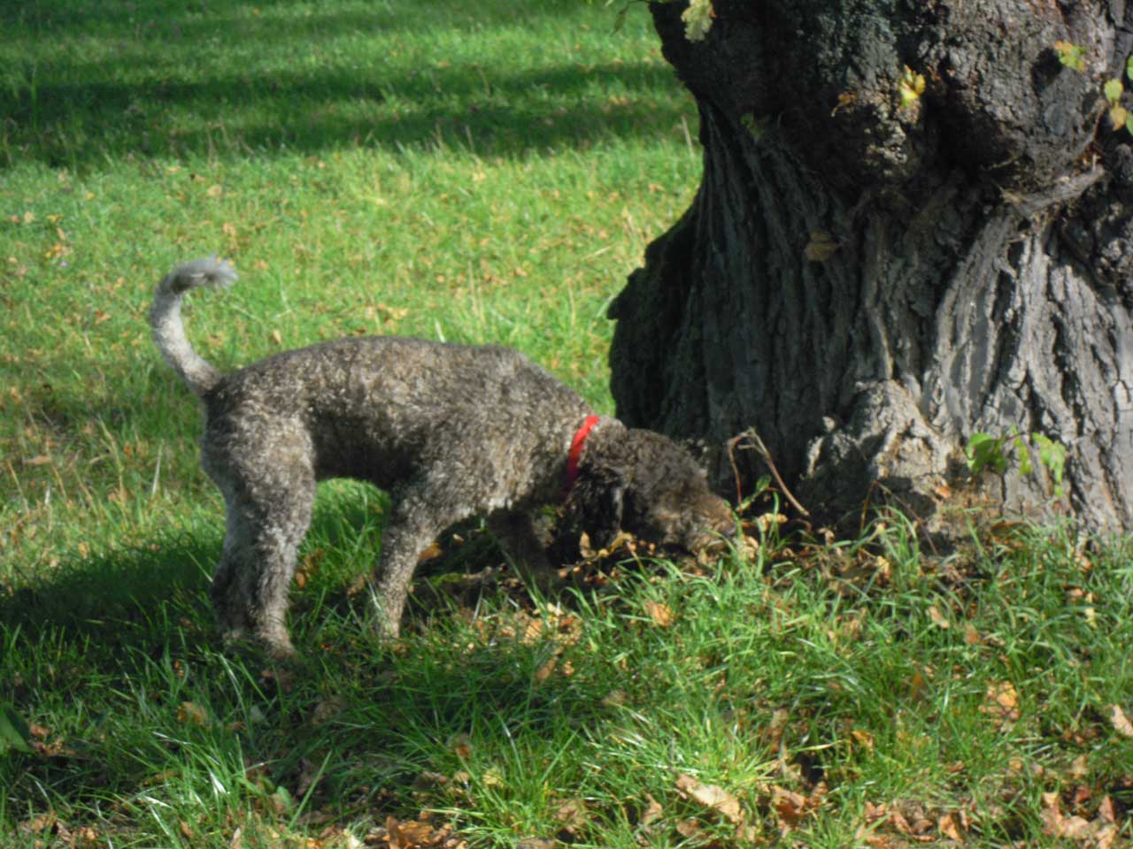 Lagotto Romagnolo